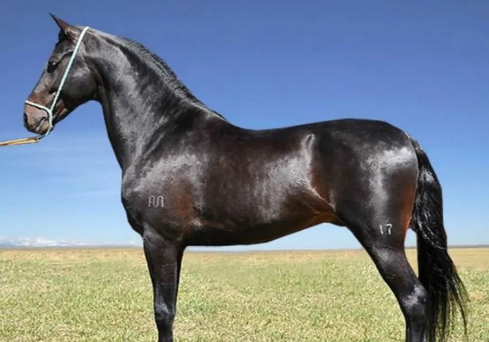 Descubra a raça do cavalo por foto do celular
