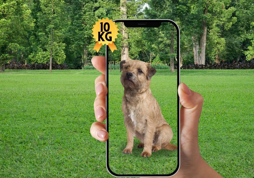 Pesar Pet usando seu celular